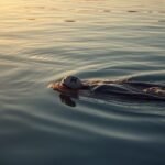 Freiwasserschwimmer im Neoprenanzug mit oranger Sicherheitsboje in einem See bei Sonnenaufgang
